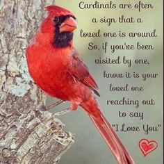 a red bird sitting on top of a tree branch next to a quote that says, cardinals are often a sign that a loved one is around so if you've