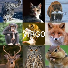 many different types of animals and their names