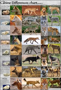 an image of different types of wild animals in the wild, including wolfs and hyenas