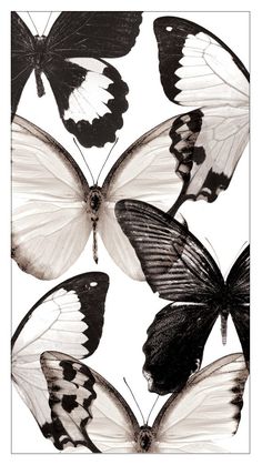 black and white butterflies on a white background