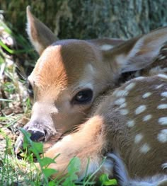 a baby deer is laying down in the grass