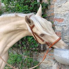 a white horse drinking water out of a metal bowl in front of a brick wall