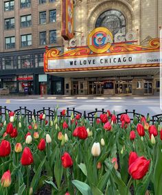 red and white tulips are in front of the chicago theater marquee