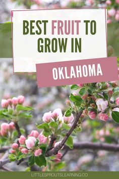 the words best fruit to grow in oklahoma on top of pink flowers and green leaves