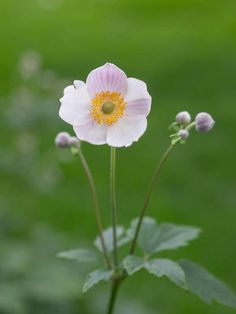 a pink flower with yellow center sitting on top of a green leafy plant in front of a blurry background