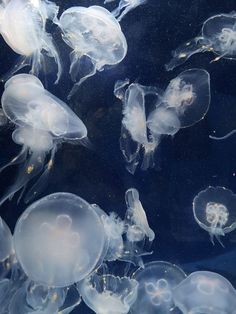 many jellyfish are swimming in the water