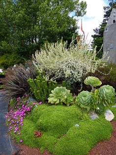 a garden filled with lots of different types of plants