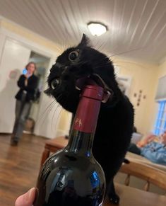 a black cat sitting on top of a bottle of wine in front of a person