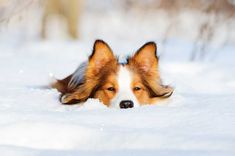 a brown and white dog laying in the snow with its head on it's side