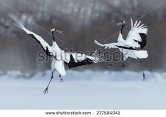 two cranes are flying in the snow