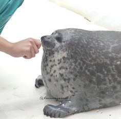 a seal is being fed by a person