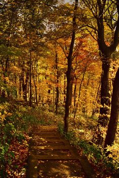 a path in the woods surrounded by trees with yellow and red leaves on it's sides