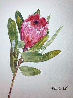 Australian Trees, Earth Tone Wall Art, Australian Native Flowers, Watercolor Flowers Tutorial, Flowers Botanical, Brush Markers, Watercolor Painting Techniques, Watercolor Flower Art