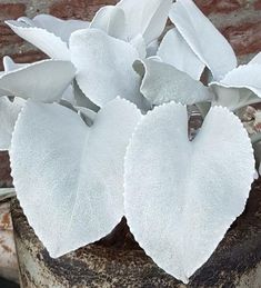 a plant with white flowers on it in front of a brick wall