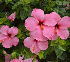 pink flowers with green leaves in the background