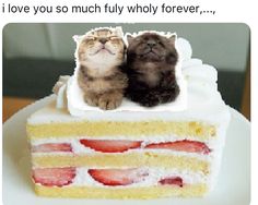 two cats sitting on top of a piece of cake with the caption i love you so much