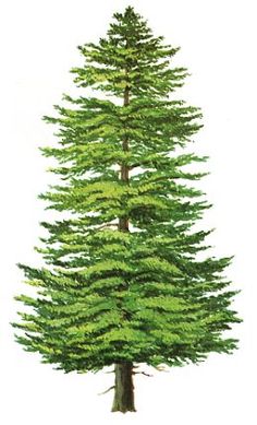 a drawing of a pine tree on a white background