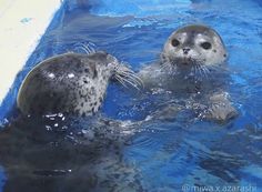 two sea lions playing in the water together