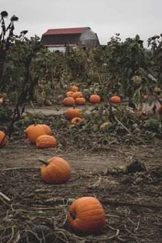 many pumpkins are growing on the ground