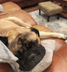 a dog laying on top of a brown couch