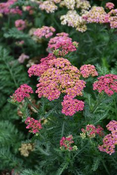 some pink and yellow flowers are growing in the field together, with green leaves on them