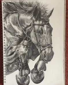 a drawing of a horse's head and bridles on a white paper