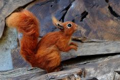 a small red squirrel sitting on top of a tree branch in front of a log