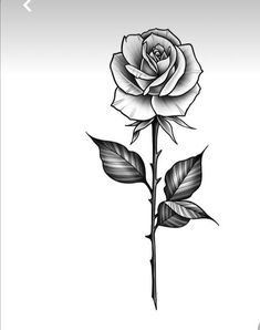 White Drawing, Rose Tattoo Design, Black And White Drawing, Rose Tattoo, A Rose, White Rose, Tattoo Design, Tattoo Ideas, Black And White