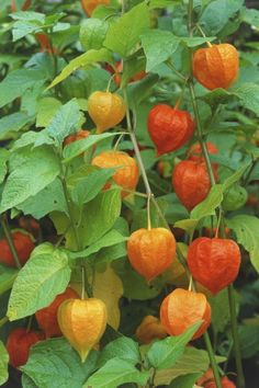 orange and yellow peppers growing on green leaves