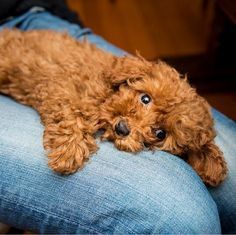 a small brown dog laying on top of a person's lap with it's eyes wide open