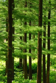 a forest filled with lots of tall green trees