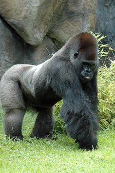 a gorilla standing in the grass next to some rocks