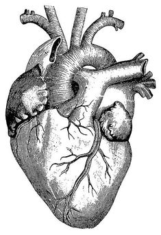 the human heart, vintage engraved engraving stock photo