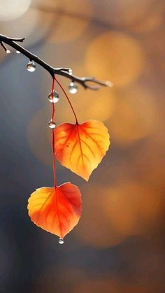 two orange leaves hanging from a branch with drops of water on the top of them