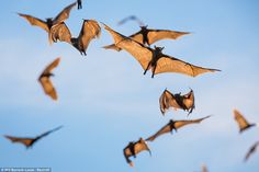 several bats flying in the air with their wings spread wide and open, against a blue sky