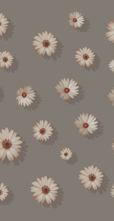 a gray background with white daisies on it