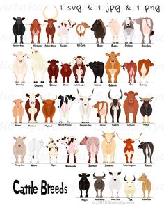 an image of cattle breeds and their names