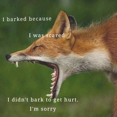 a fox with its mouth open and it's teeth wide open to say i am sorry