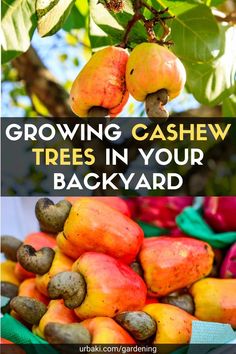 growing cashew trees in your backyard