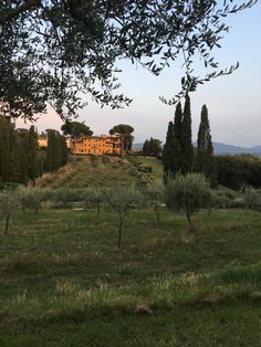 an olive grove in front of a large house on a hill with trees around it