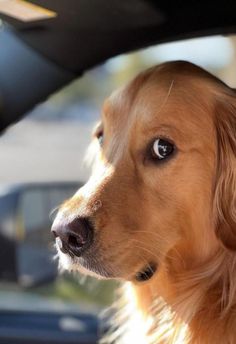 a brown dog sitting in the passenger seat of a car looking out the window at something