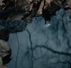 the reflection of leaves and rocks in water