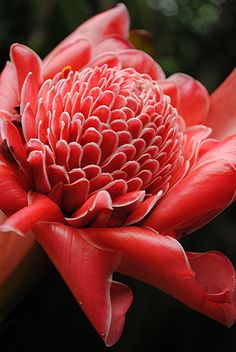 Torch Ginger: Etlingera elatior Garden Faeries, Odd Flowers, Fairchild Tropical Botanic Garden