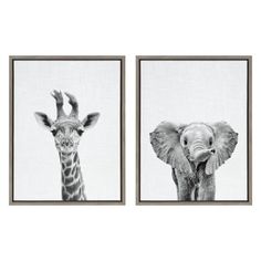 two black and white pictures of giraffes and an elephant