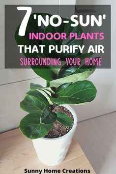 a potted plant with the words 7 no - sun indoor plants that purify air surrounding your home