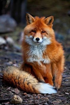 a red fox sitting on the ground with it's eyes open