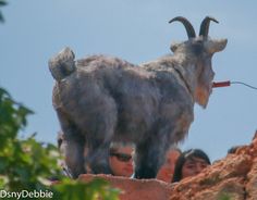 a goat standing on top of a rock next to some trees and people looking at it