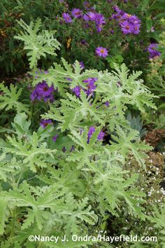 purple flowers and green leaves in a garden