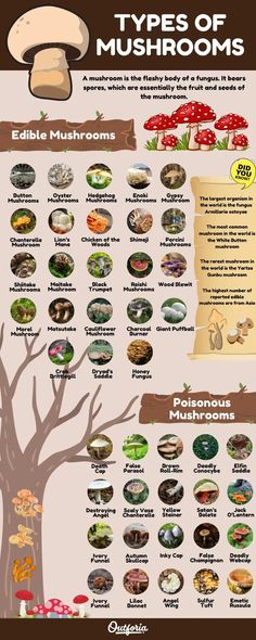 the different types of mushrooms are shown in this info sheet, with information about them