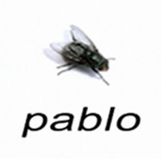 a fly sitting on top of the word pablo